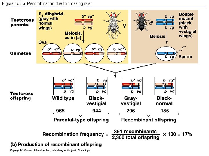 Figure 15. 5 b Recombination due to crossing over 