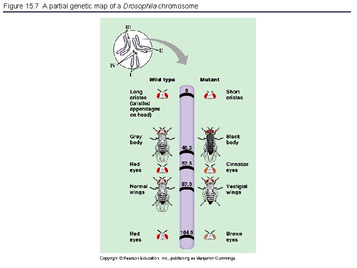 Figure 15. 7 A partial genetic map of a Drosophila chromosome 
