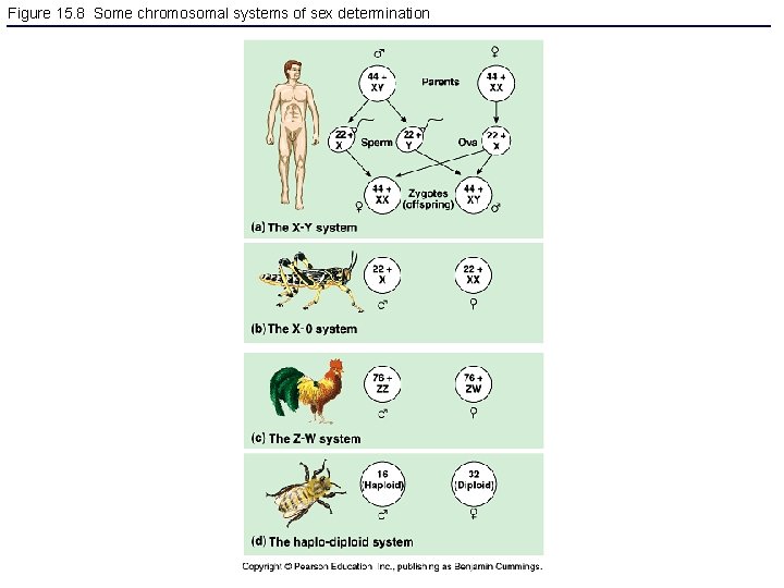 Figure 15. 8 Some chromosomal systems of sex determination 