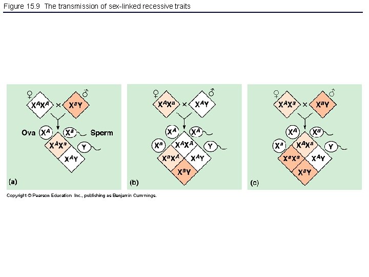 Figure 15. 9 The transmission of sex-linked recessive traits 