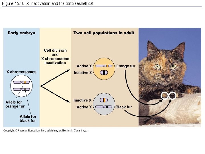 Figure 15. 10 X inactivation and the tortoiseshell cat 