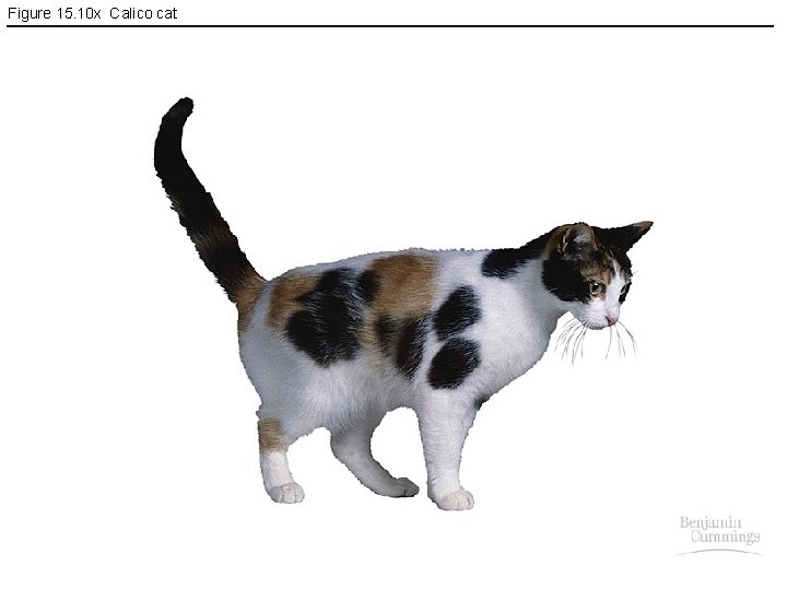 Figure 15. 10 x Calico cat 