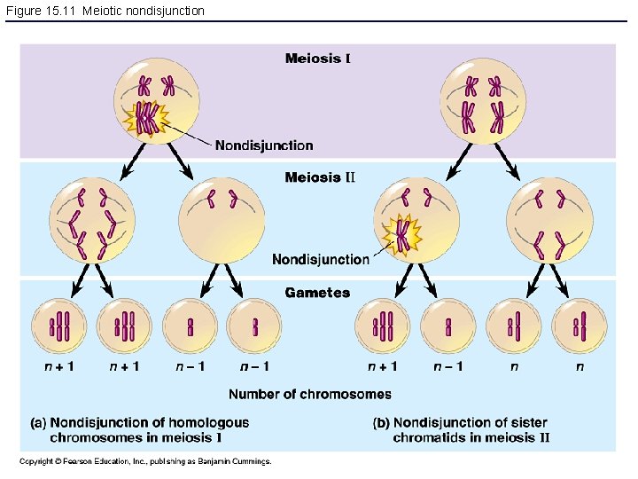 Figure 15. 11 Meiotic nondisjunction 