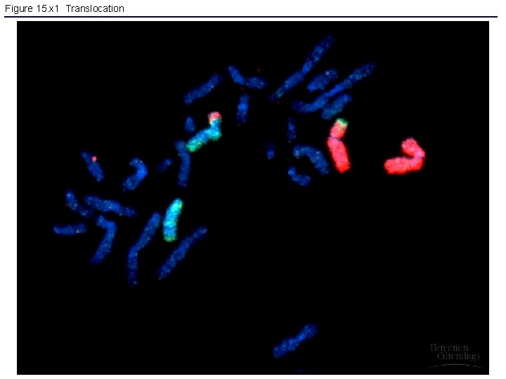 Figure 15. x 1 Translocation 