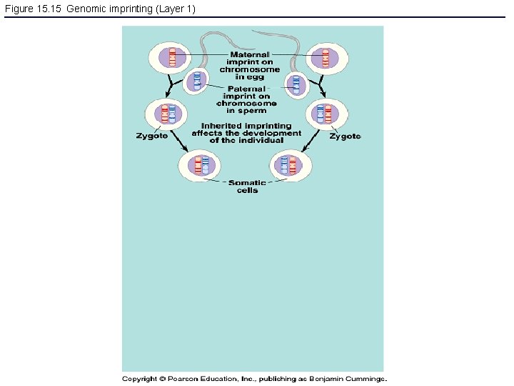 Figure 15. 15 Genomic imprinting (Layer 1) 