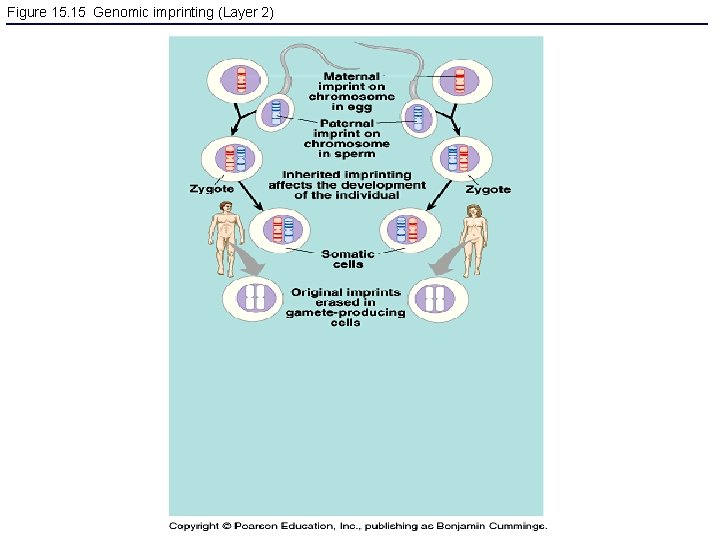 Figure 15. 15 Genomic imprinting (Layer 2) 