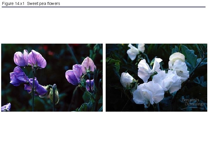 Figure 14. x 1 Sweet pea flowers 