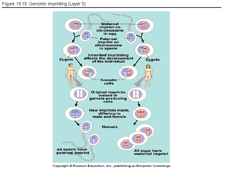 Figure 15. 15 Genomic imprinting (Layer 3) 