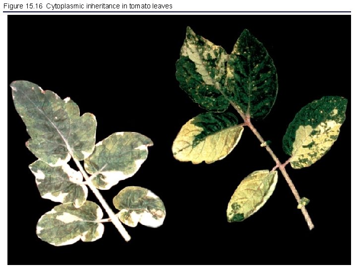 Figure 15. 16 Cytoplasmic inheritance in tomato leaves 