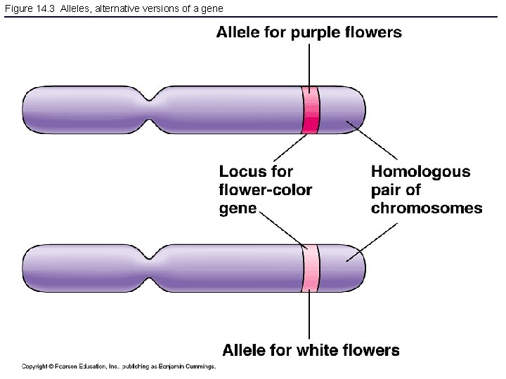 Figure 14. 3 Alleles, alternative versions of a gene 