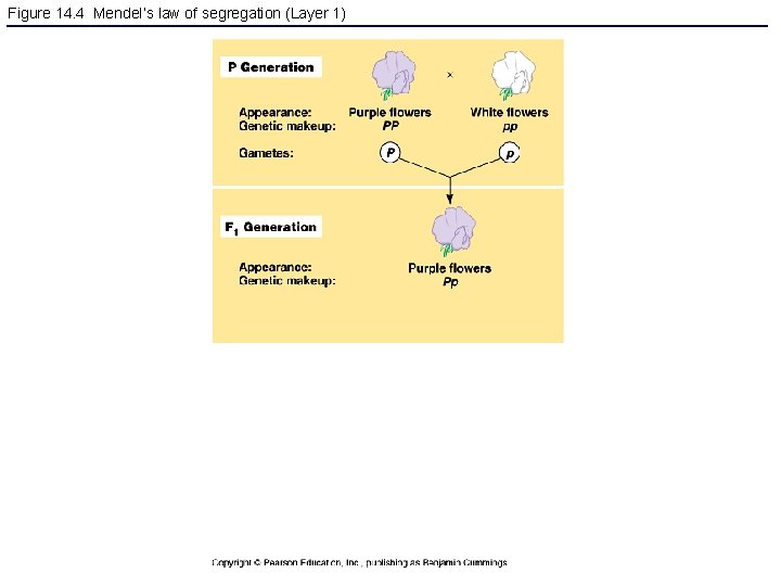 Figure 14. 4 Mendel’s law of segregation (Layer 1) 