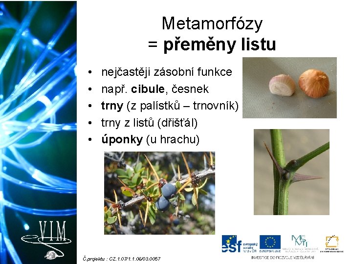 Metamorfózy = přeměny listu • • • nejčastěji zásobní funkce např. cibule, česnek trny