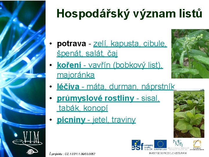 Hospodářský význam listů • potrava - zelí, kapusta, cibule, špenát, salát, čaj • koření