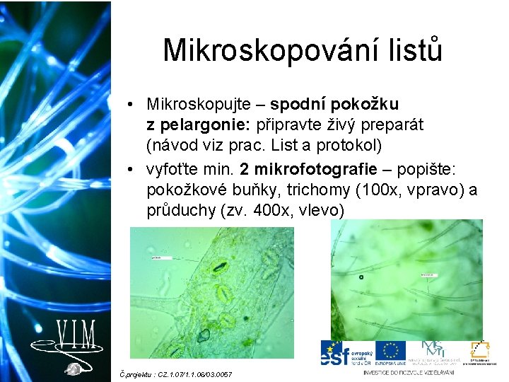 Mikroskopování listů • Mikroskopujte – spodní pokožku z pelargonie: připravte živý preparát (návod viz