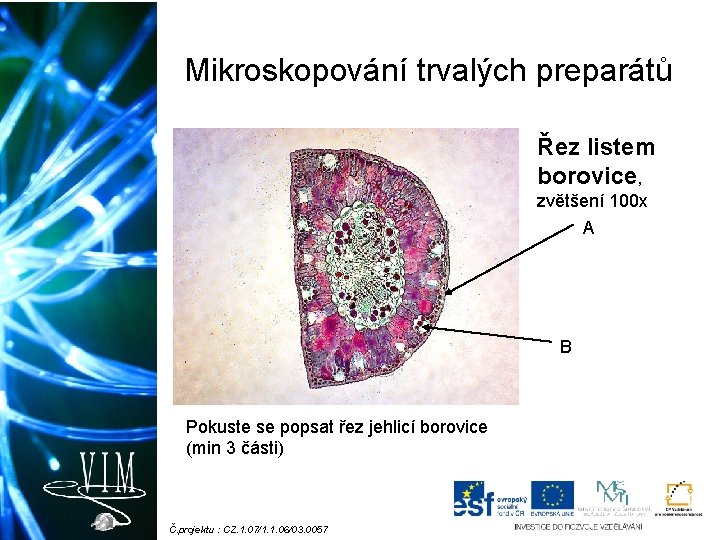 Mikroskopování trvalých preparátů Řez listem borovice, zvětšení 100 x A B Pokuste se popsat