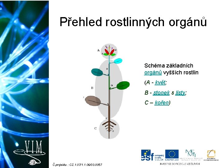 Přehled rostlinných orgánů Schéma základních orgánů vyšších rostlin (A - květ; B - stonek