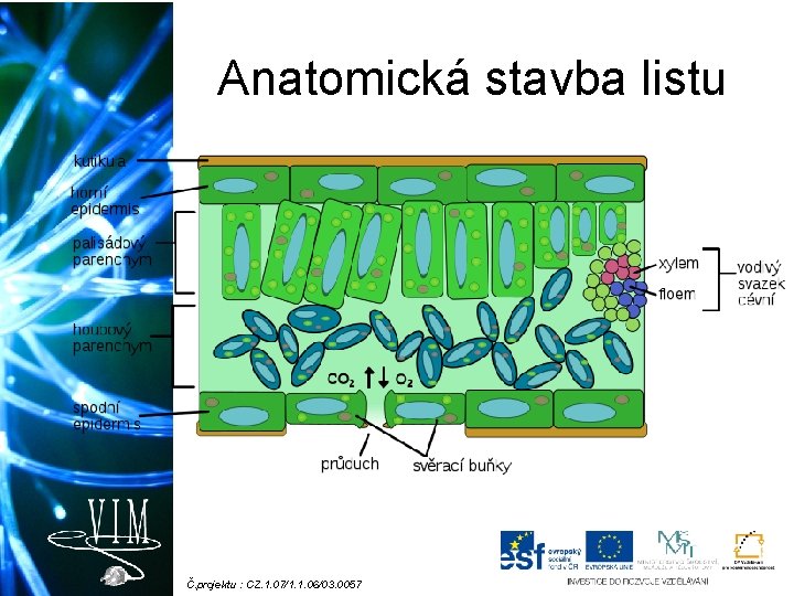 Anatomická stavba listu Č. projektu : CZ. 1. 07/1. 1. 06/03. 0057 