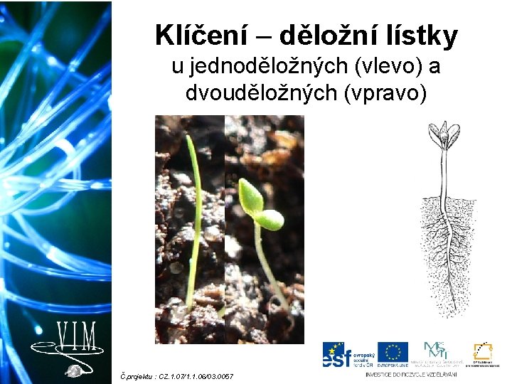 Klíčení – děložní lístky u jednoděložných (vlevo) a dvouděložných (vpravo) Č. projektu : CZ.