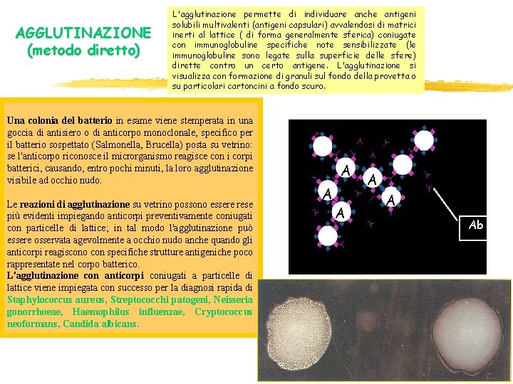 AGGLUTINAZIONE (metodo diretto) L'agglutinazione permette di individuare anche antigeni solubili multivalenti (antigeni capsulari) avvalendosi AGGLUTINAZIONE (metodo diretto) L'agglutinazione permette di individuare anche antigeni solubili multivalenti (antigeni capsulari) avvalendosi