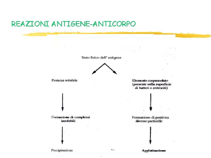 REAZIONI ANTIGENE-ANTICORPO REAZIONI ANTIGENE-ANTICORPO