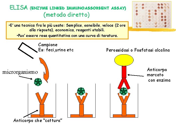 ELISA (ENZYME LINKED IMMUNOASSORBENT ASSAY) (metodo diretto) • E’ una tecnica fra le più ELISA (ENZYME LINKED IMMUNOASSORBENT ASSAY) (metodo diretto) • E’ una tecnica fra le più