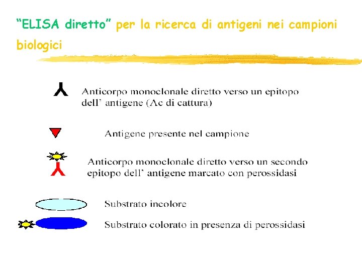 “ELISA diretto” per la ricerca di antigeni nei campioni biologici “ELISA diretto” per la ricerca di antigeni nei campioni biologici