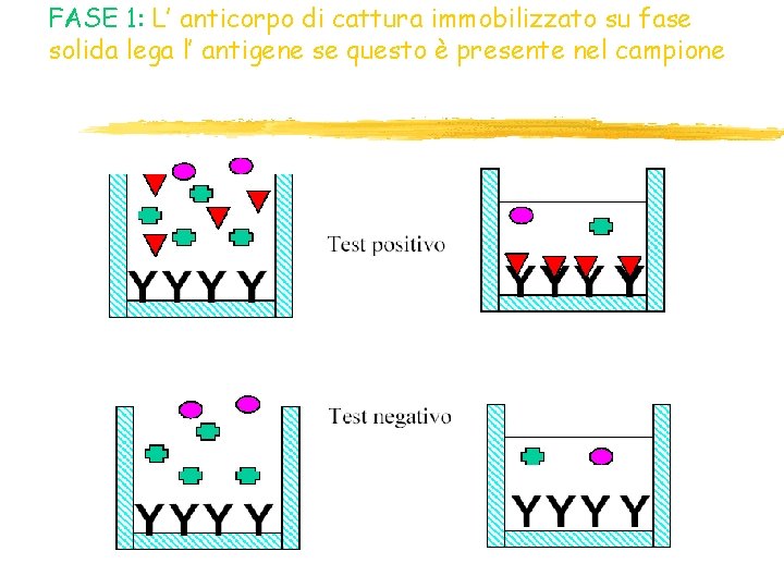 FASE 1: L’ anticorpo di cattura immobilizzato su fase solida lega l’ antigene se FASE 1: L’ anticorpo di cattura immobilizzato su fase solida lega l’ antigene se