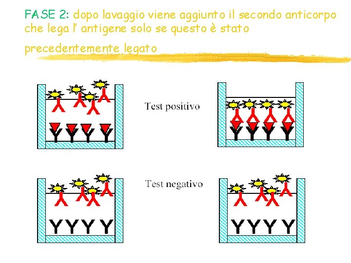 FASE 2: dopo lavaggio viene aggiunto il secondo anticorpo che lega l’ antigene solo FASE 2: dopo lavaggio viene aggiunto il secondo anticorpo che lega l’ antigene solo