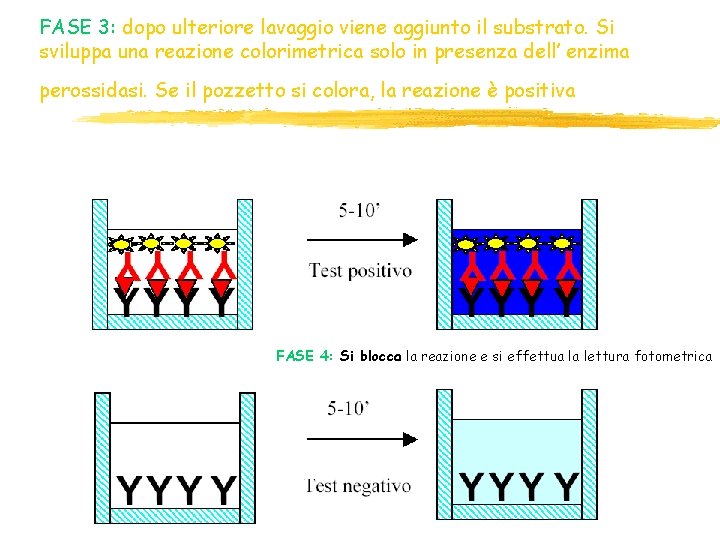 FASE 3: dopo ulteriore lavaggio viene aggiunto il substrato. Si sviluppa una reazione colorimetrica FASE 3: dopo ulteriore lavaggio viene aggiunto il substrato. Si sviluppa una reazione colorimetrica