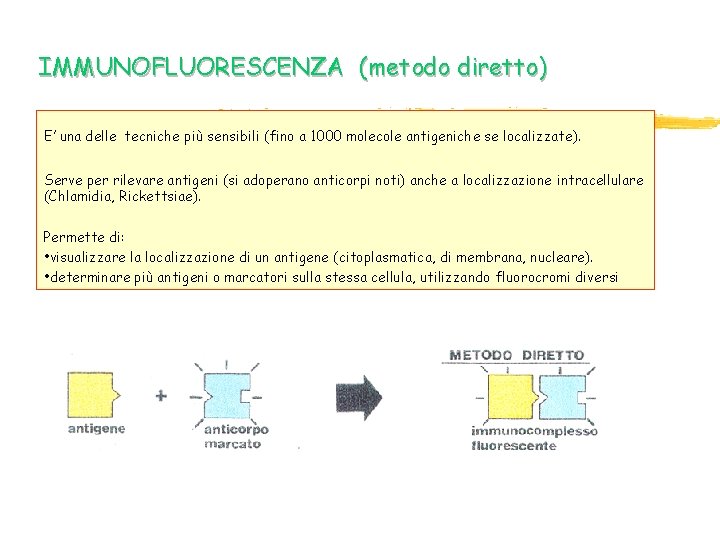 IMMUNOFLUORESCENZA (metodo diretto) E’ una delle tecniche più sensibili (fino a 1000 molecole antigeniche IMMUNOFLUORESCENZA (metodo diretto) E’ una delle tecniche più sensibili (fino a 1000 molecole antigeniche