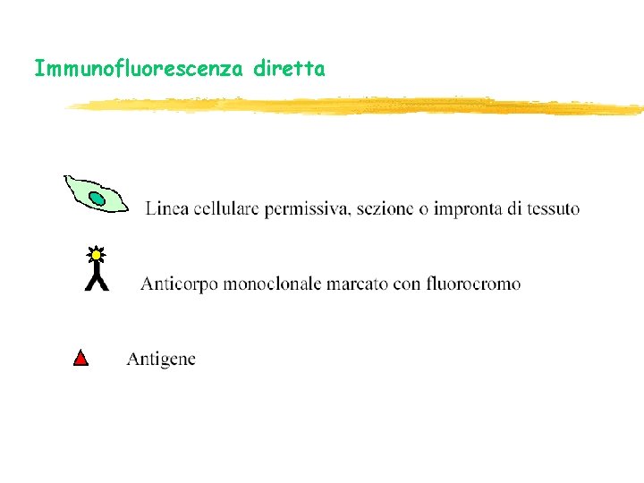 Immunofluorescenza diretta Immunofluorescenza diretta