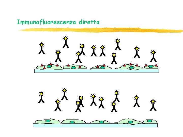 Immunofluorescenza diretta Immunofluorescenza diretta
