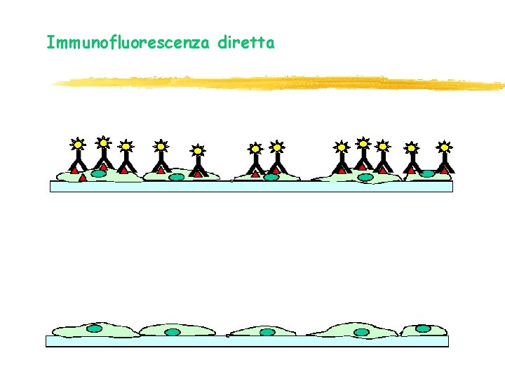 Immunofluorescenza diretta Immunofluorescenza diretta
