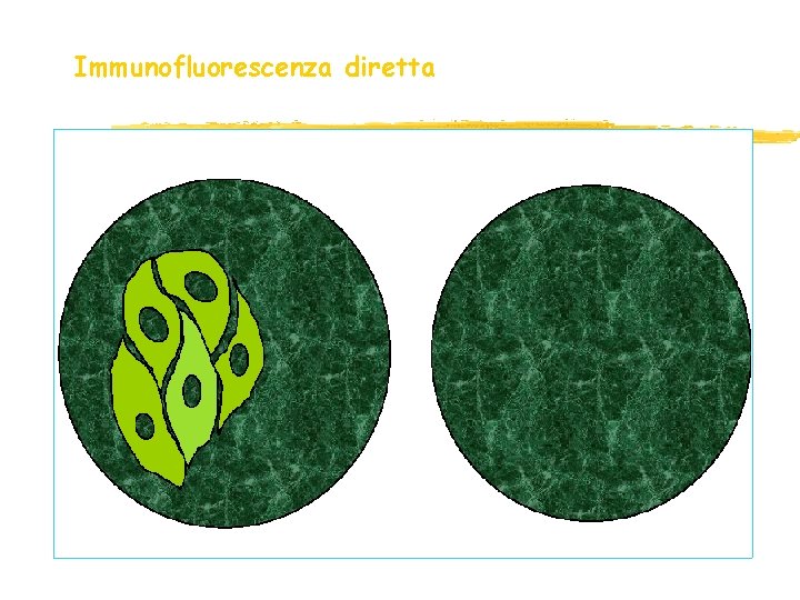 Immunofluorescenza diretta Immunofluorescenza diretta