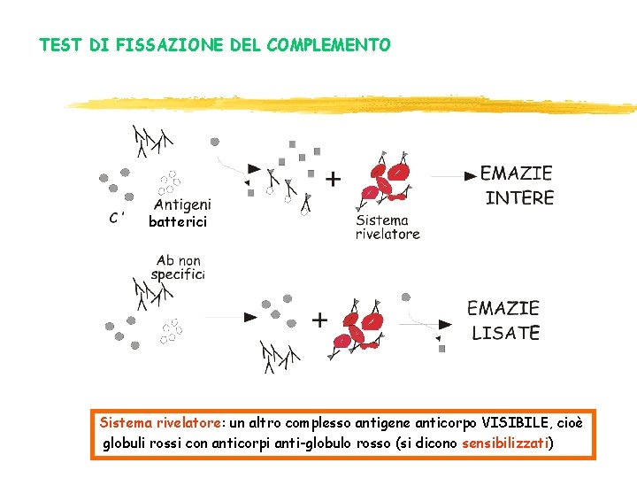 TEST DI FISSAZIONE DEL COMPLEMENTO batterici Sistema rivelatore: un altro complesso antigene anticorpo VISIBILE, TEST DI FISSAZIONE DEL COMPLEMENTO batterici Sistema rivelatore: un altro complesso antigene anticorpo VISIBILE,