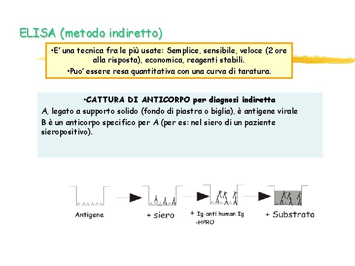 ELISA (metodo indiretto) • E’ una tecnica fra le più usate: Semplice, sensibile, veloce ELISA (metodo indiretto) • E’ una tecnica fra le più usate: Semplice, sensibile, veloce
