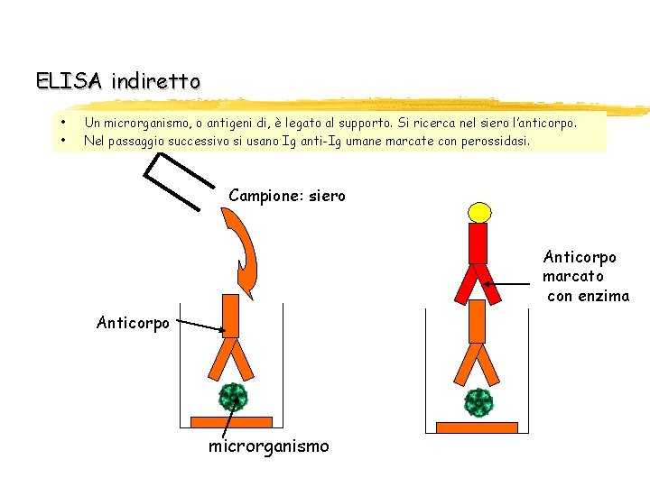 ELISA indiretto • • Un microrganismo, o antigeni di, è legato al supporto. Si ELISA indiretto • • Un microrganismo, o antigeni di, è legato al supporto. Si