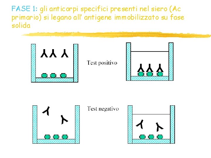 FASE 1: gli anticorpi specifici presenti nel siero (Ac primario) si legano all’ antigene FASE 1: gli anticorpi specifici presenti nel siero (Ac primario) si legano all’ antigene