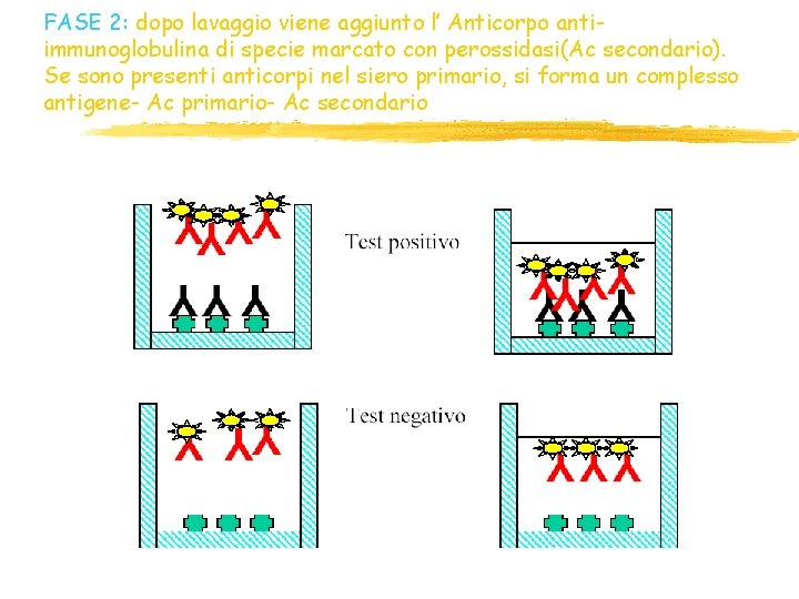FASE 2: dopo lavaggio viene aggiunto l’ Anticorpo antiimmunoglobulina di specie marcato con perossidasi(Ac FASE 2: dopo lavaggio viene aggiunto l’ Anticorpo antiimmunoglobulina di specie marcato con perossidasi(Ac