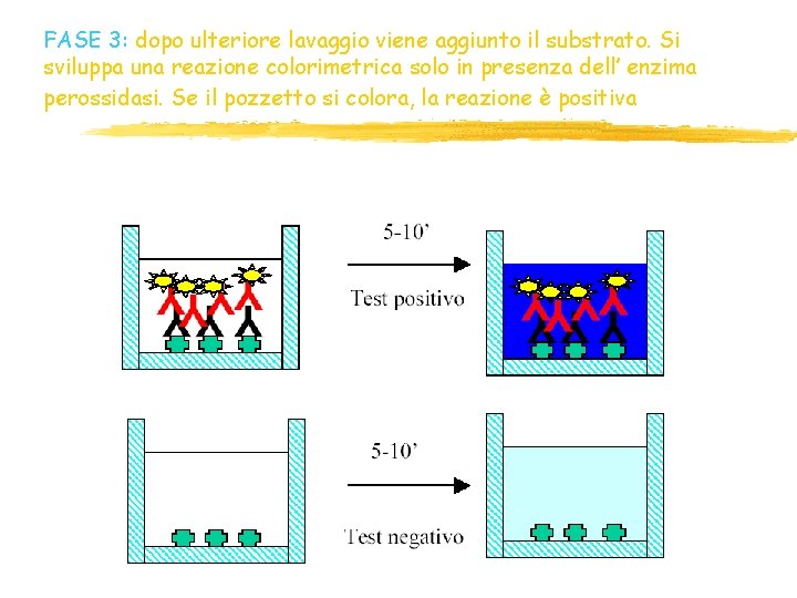 FASE 3: dopo ulteriore lavaggio viene aggiunto il substrato. Si sviluppa una reazione colorimetrica FASE 3: dopo ulteriore lavaggio viene aggiunto il substrato. Si sviluppa una reazione colorimetrica