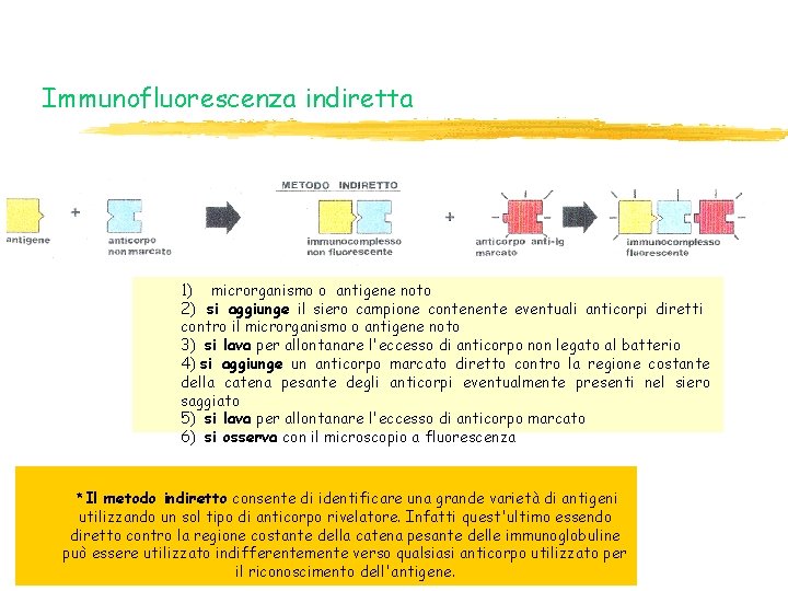 Immunofluorescenza indiretta 1) microrganismo o antigene noto 2) si aggiunge il siero campione contenente Immunofluorescenza indiretta 1) microrganismo o antigene noto 2) si aggiunge il siero campione contenente