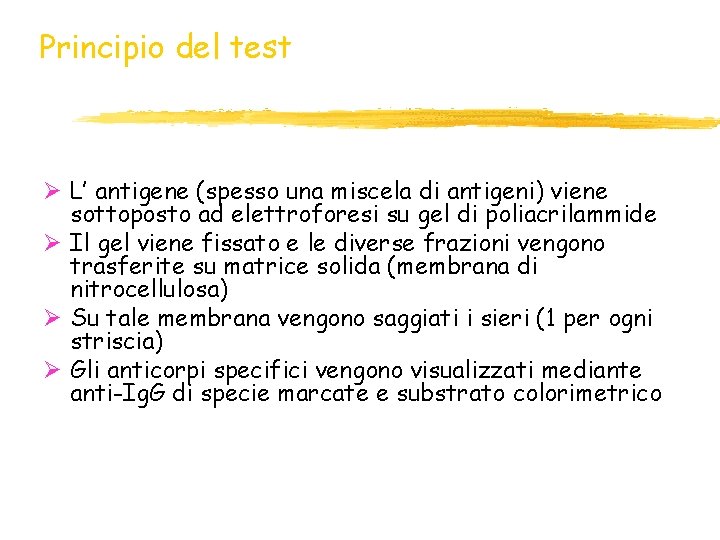 Principio del test Ø L’ antigene (spesso una miscela di antigeni) viene sottoposto ad Principio del test Ø L’ antigene (spesso una miscela di antigeni) viene sottoposto ad