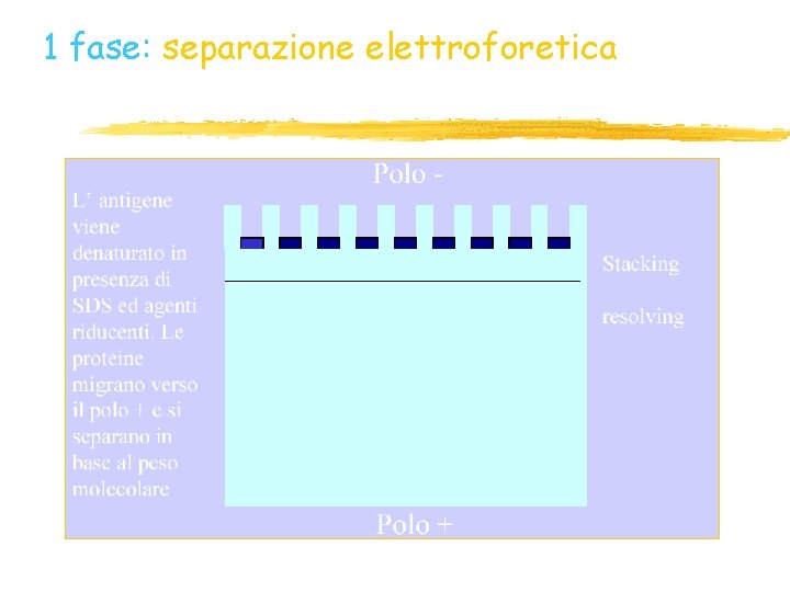 1 fase: separazione elettroforetica 1 fase: separazione elettroforetica