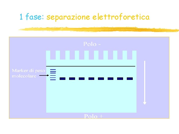 1 fase: separazione elettroforetica 1 fase: separazione elettroforetica