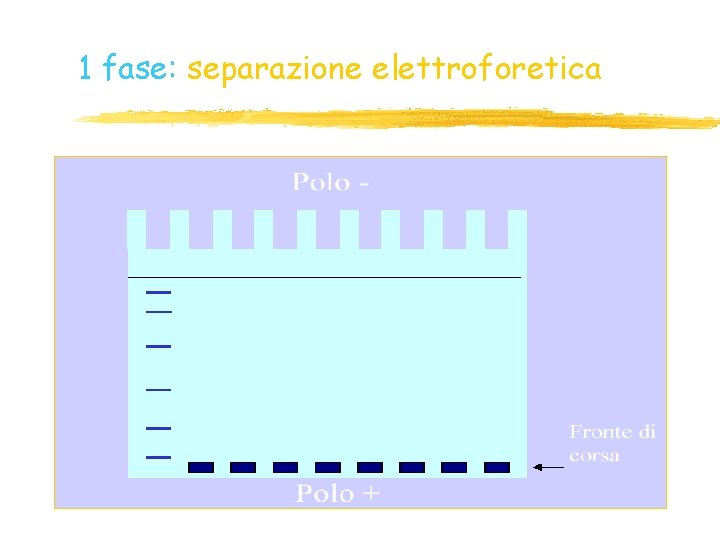 1 fase: separazione elettroforetica 1 fase: separazione elettroforetica