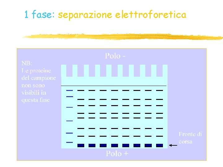 1 fase: separazione elettroforetica 1 fase: separazione elettroforetica