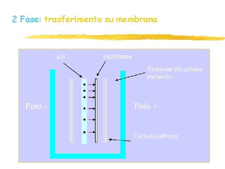 2 Fase: trasferimento su membrana 2 Fase: trasferimento su membrana