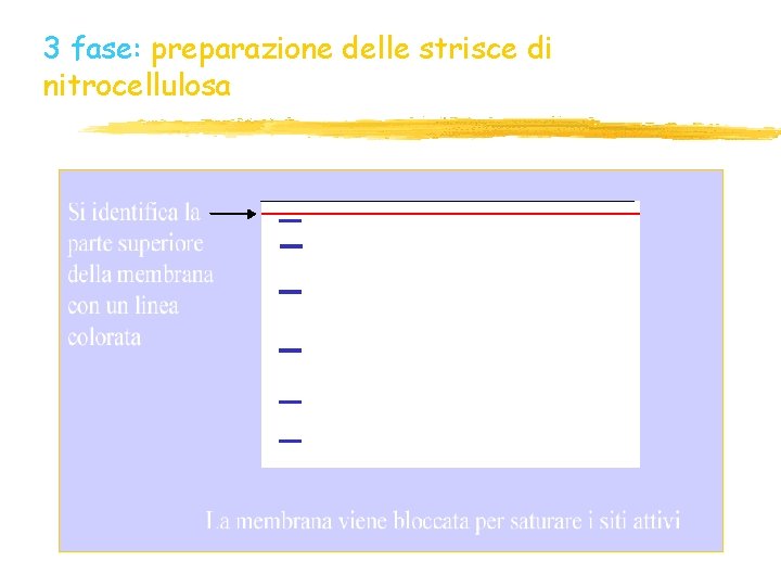 3 fase: preparazione delle strisce di nitrocellulosa 3 fase: preparazione delle strisce di nitrocellulosa