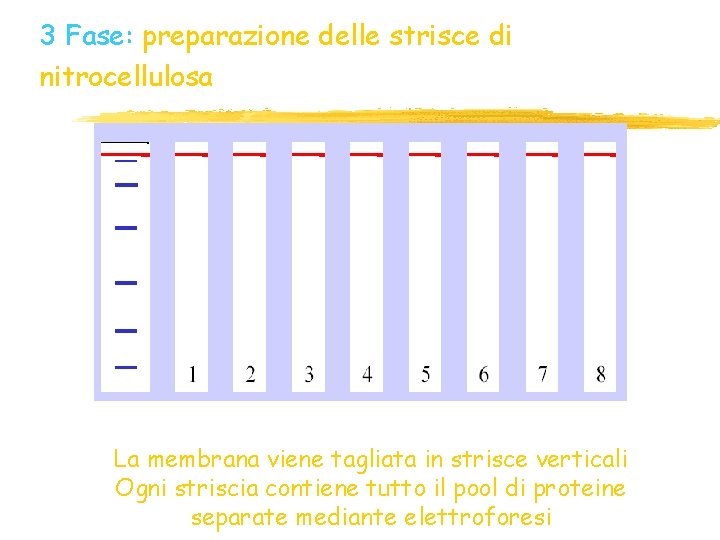3 Fase: preparazione delle strisce di nitrocellulosa La membrana viene tagliata in strisce verticali 3 Fase: preparazione delle strisce di nitrocellulosa La membrana viene tagliata in strisce verticali