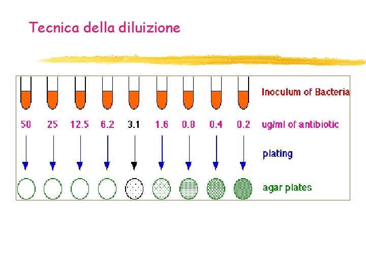 Tecnica della diluizione Tecnica della diluizione